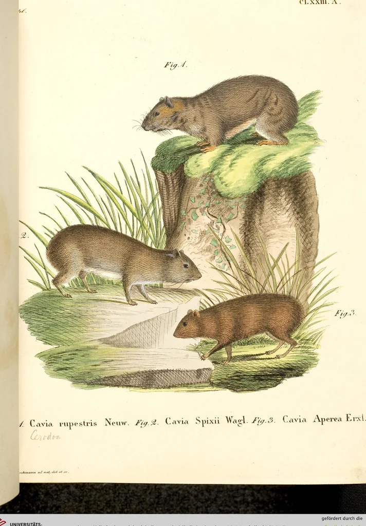 An illustration from (Tafelband 2): Theil 4 - 7 und Supplement 3 u. 4: Taf. CLXVI - CCCLXXXIV, 1792, leaf 15