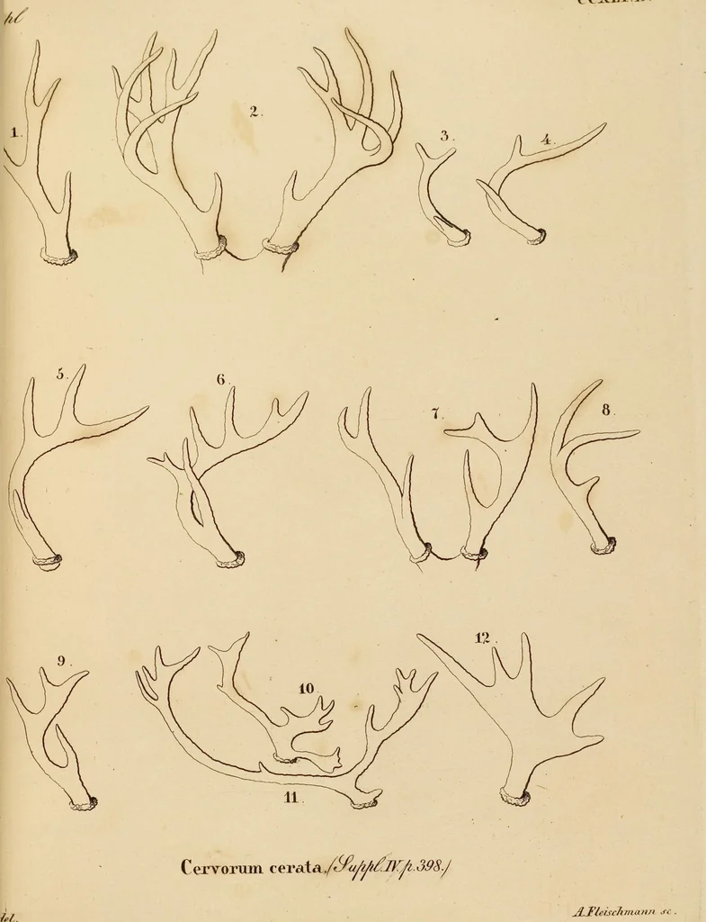 An illustration from (Tafelband 2): Theil 4 - 7 und Supplement 3 u. 4: Taf. CLXVI - CCCLXXXIV, 1792, leaf 150