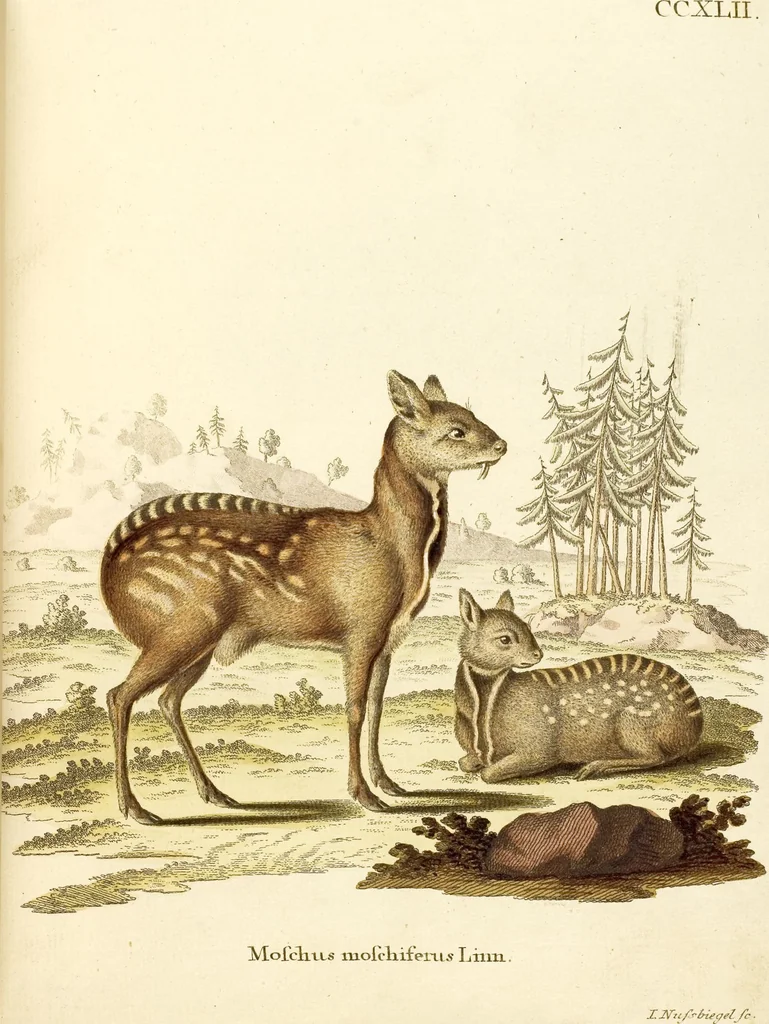 An illustration from (Tafelband 2): Theil 4 - 7 und Supplement 3 u. 4: Taf. CLXVI - CCCLXXXIV, 1792, leaf 151