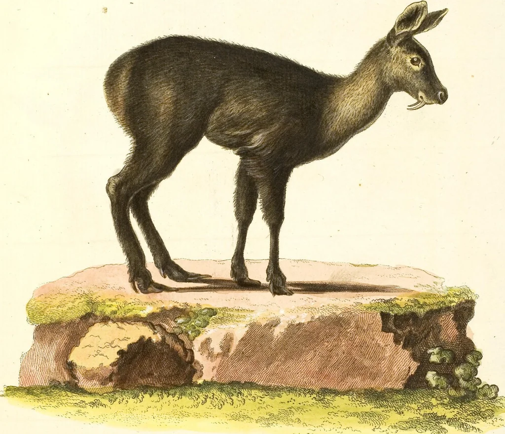 An illustration from (Tafelband 2): Theil 4 - 7 und Supplement 3 u. 4: Taf. CLXVI - CCCLXXXIV, 1792, leaf 152