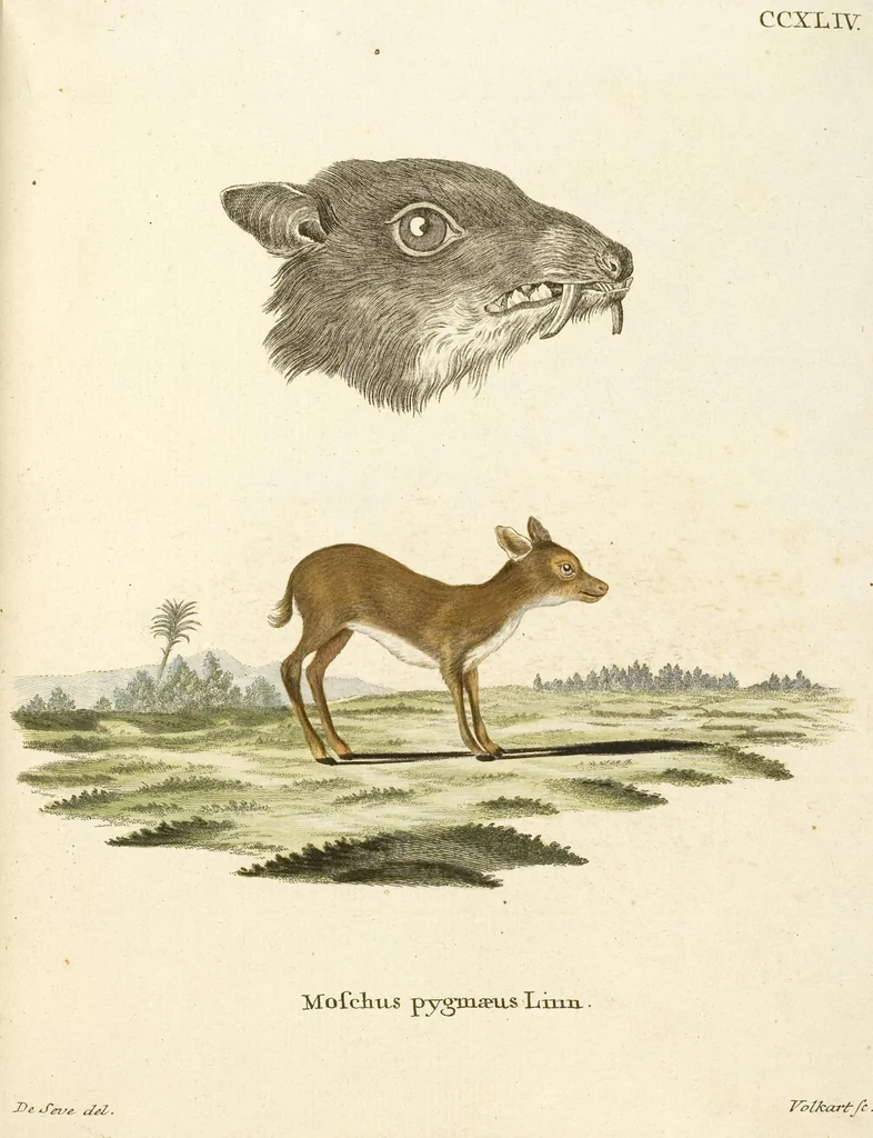An illustration from (Tafelband 2): Theil 4 - 7 und Supplement 3 u. 4: Taf. CLXVI - CCCLXXXIV, 1792, leaf 155
