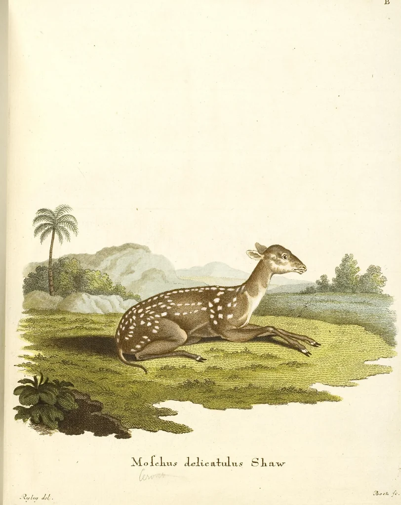 An illustration from (Tafelband 2): Theil 4 - 7 und Supplement 3 u. 4: Taf. CLXVI - CCCLXXXIV, 1792, leaf 157