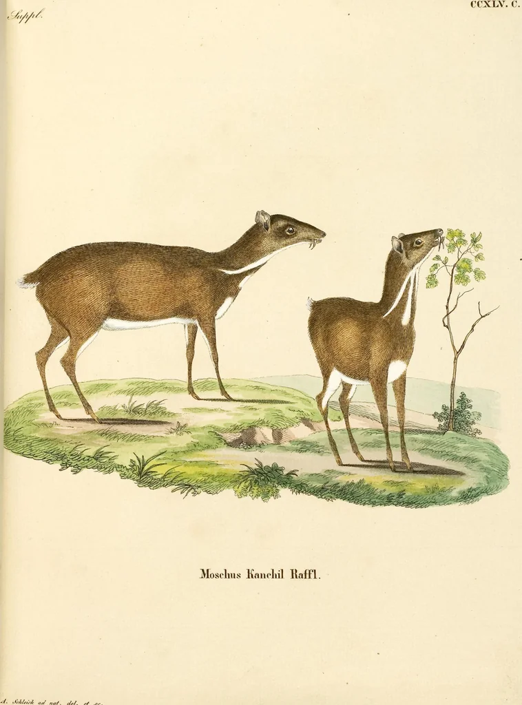 An illustration from (Tafelband 2): Theil 4 - 7 und Supplement 3 u. 4: Taf. CLXVI - CCCLXXXIV, 1792, leaf 158