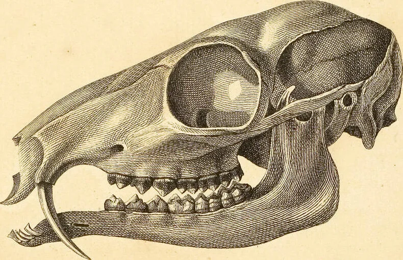 An illustration from (Tafelband 2): Theil 4 - 7 und Supplement 3 u. 4: Taf. CLXVI - CCCLXXXIV, 1792, leaf 159