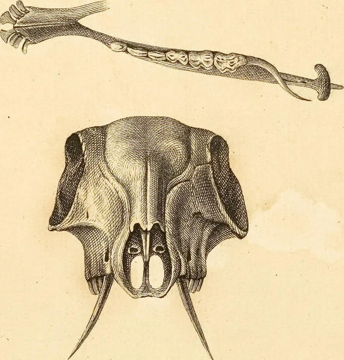 An illustration from (Tafelband 2): Theil 4 - 7 und Supplement 3 u. 4: Taf. CLXVI - CCCLXXXIV, 1792, leaf 159