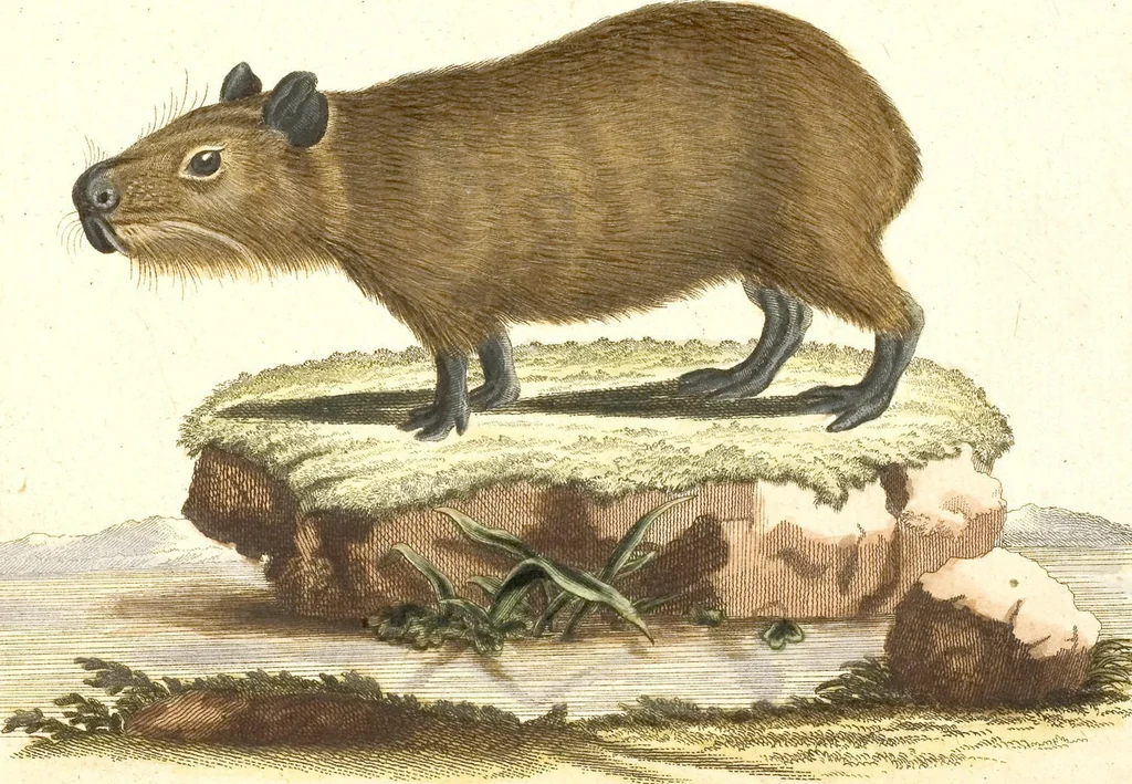 An illustration from (Tafelband 2): Theil 4 - 7 und Supplement 3 u. 4: Taf. CLXVI - CCCLXXXIV, 1792, leaf 16