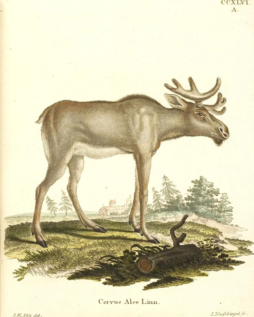 An illustration from (Tafelband 2): Theil 4 - 7 und Supplement 3 u. 4: Taf. CLXVI - CCCLXXXIV, 1792, leaf 160