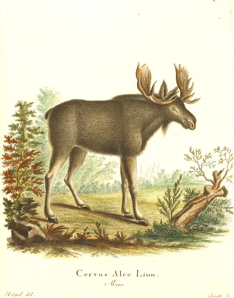 An illustration from (Tafelband 2): Theil 4 - 7 und Supplement 3 u. 4: Taf. CLXVI - CCCLXXXIV, 1792, leaf 162