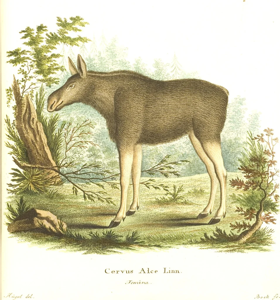 An illustration from (Tafelband 2): Theil 4 - 7 und Supplement 3 u. 4: Taf. CLXVI - CCCLXXXIV, 1792, leaf 163
