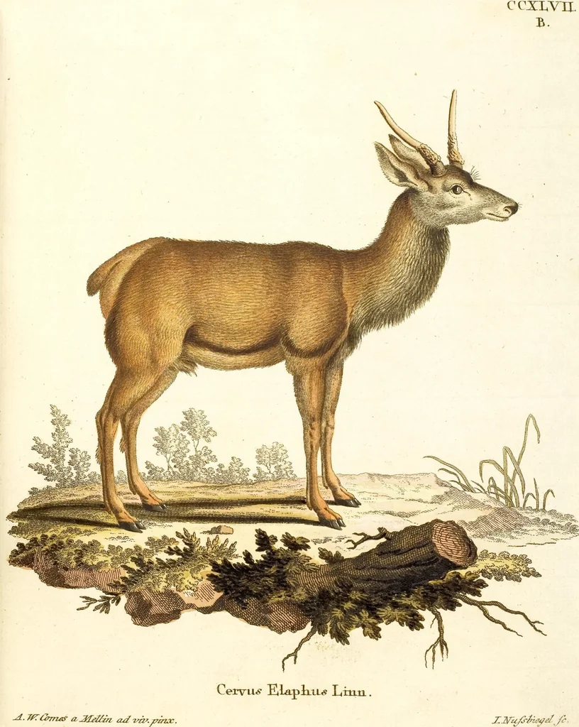 An illustration from (Tafelband 2): Theil 4 - 7 und Supplement 3 u. 4: Taf. CLXVI - CCCLXXXIV, 1792, leaf 166