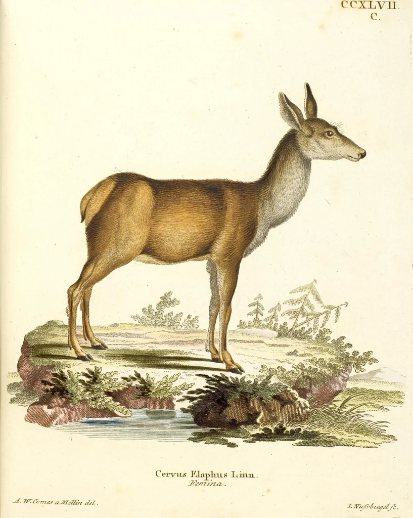 An illustration from (Tafelband 2): Theil 4 - 7 und Supplement 3 u. 4: Taf. CLXVI - CCCLXXXIV, 1792, leaf 167