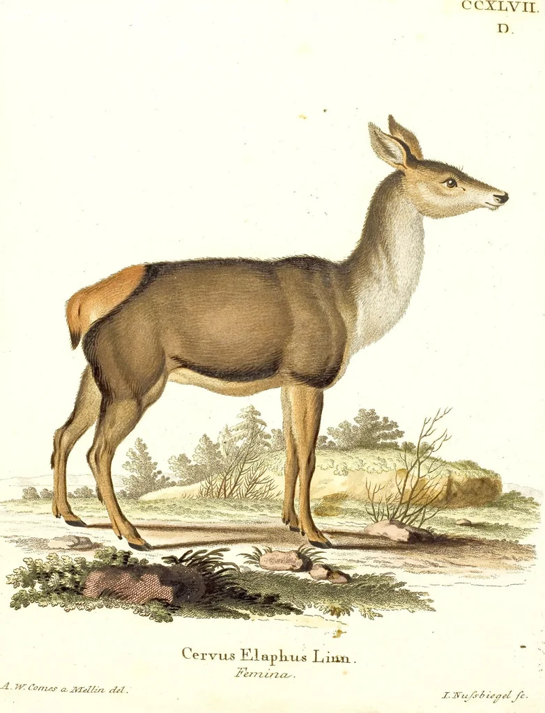 An illustration from (Tafelband 2): Theil 4 - 7 und Supplement 3 u. 4: Taf. CLXVI - CCCLXXXIV, 1792, leaf 168