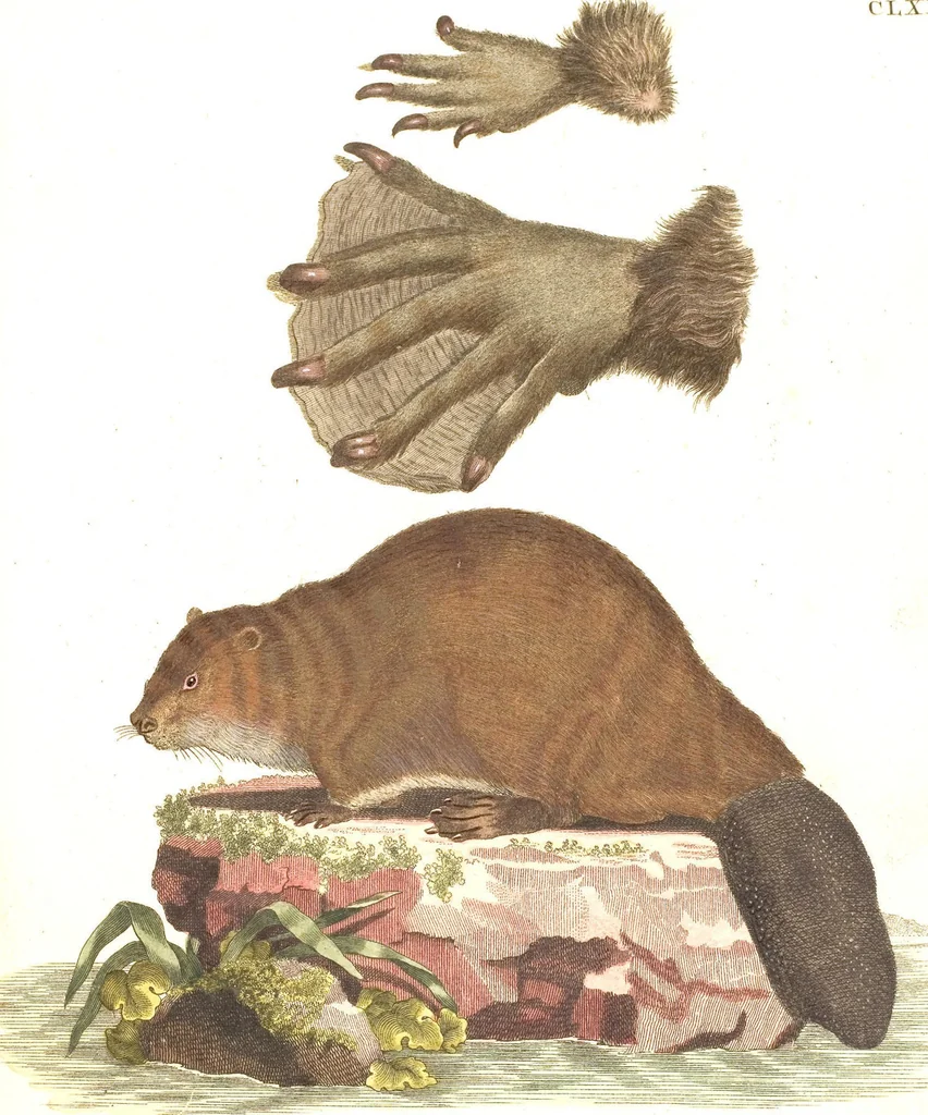 An illustration from (Tafelband 2): Theil 4 - 7 und Supplement 3 u. 4: Taf. CLXVI - CCCLXXXIV, 1792, leaf 17
