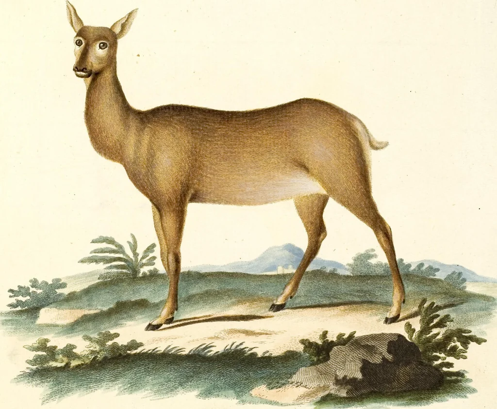 An illustration from (Tafelband 2): Theil 4 - 7 und Supplement 3 u. 4: Taf. CLXVI - CCCLXXXIV, 1792, leaf 170