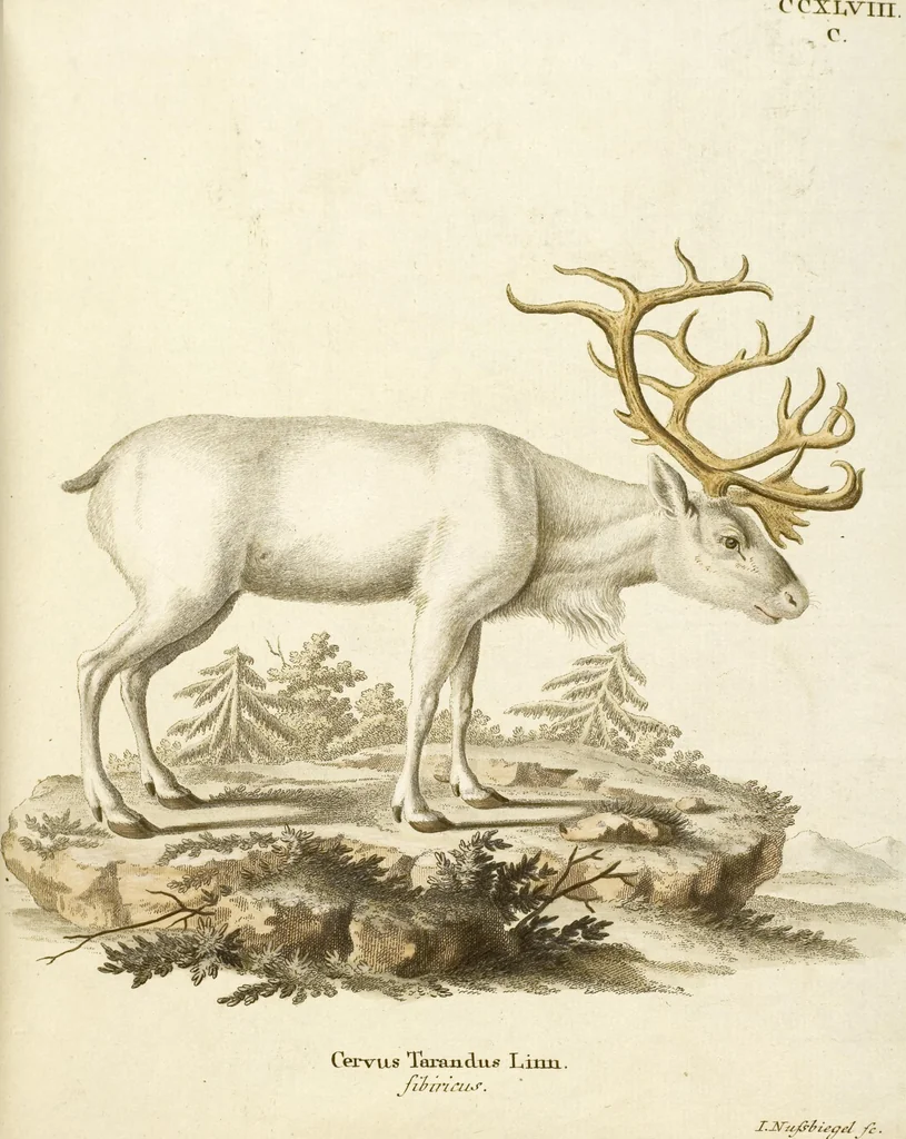 An illustration from (Tafelband 2): Theil 4 - 7 und Supplement 3 u. 4: Taf. CLXVI - CCCLXXXIV, 1792, leaf 177