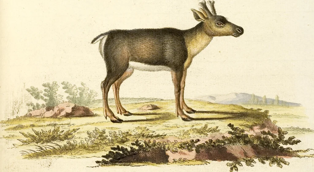 An illustration from (Tafelband 2): Theil 4 - 7 und Supplement 3 u. 4: Taf. CLXVI - CCCLXXXIV, 1792, leaf 178