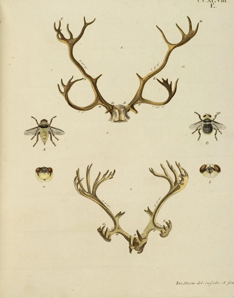 An illustration from (Tafelband 2): Theil 4 - 7 und Supplement 3 u. 4: Taf. CLXVI - CCCLXXXIV, 1792, leaf 179