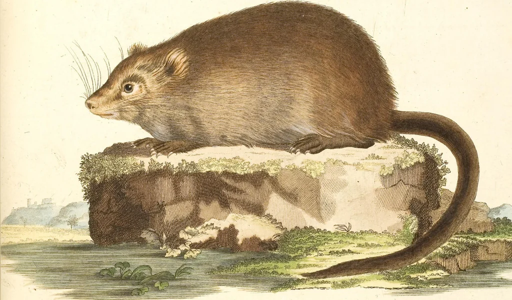 An illustration from (Tafelband 2): Theil 4 - 7 und Supplement 3 u. 4: Taf. CLXVI - CCCLXXXIV, 1792, leaf 18
