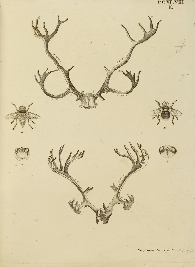 An illustration from (Tafelband 2): Theil 4 - 7 und Supplement 3 u. 4: Taf. CLXVI - CCCLXXXIV, 1792, leaf 180
