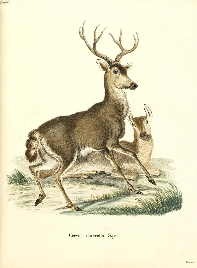An illustration from (Tafelband 2): Theil 4 - 7 und Supplement 3 u. 4: Taf. CLXVI - CCCLXXXIV, 1792, leaf 181