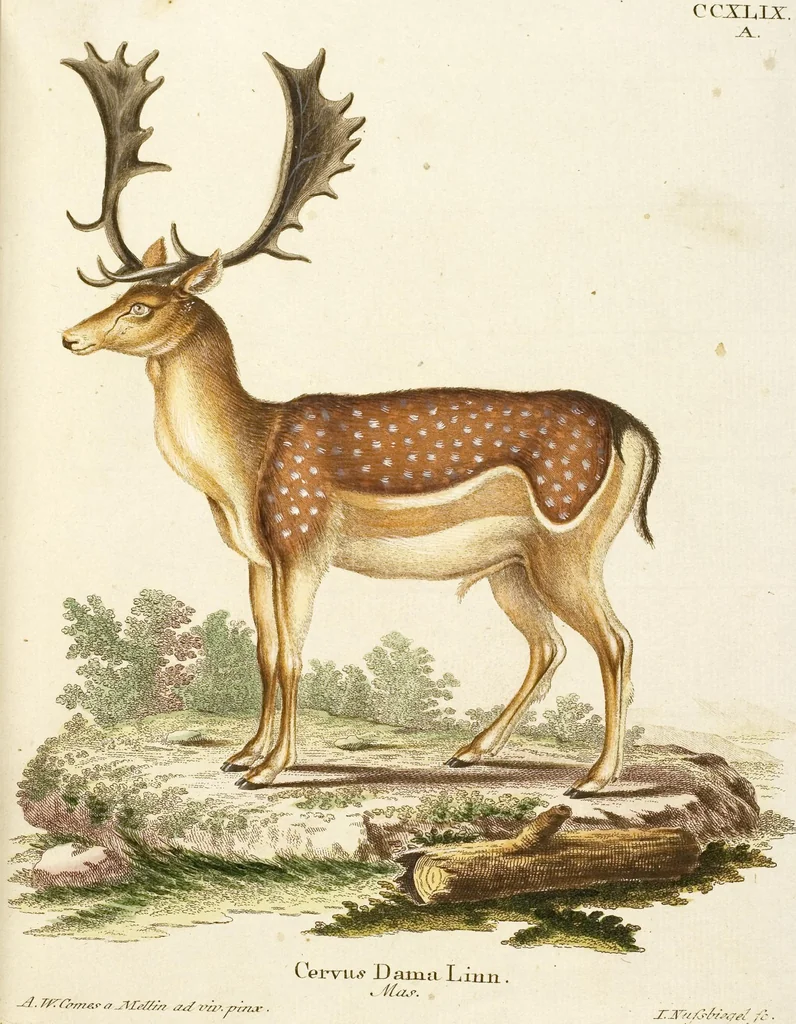An illustration from (Tafelband 2): Theil 4 - 7 und Supplement 3 u. 4: Taf. CLXVI - CCCLXXXIV, 1792, leaf 182