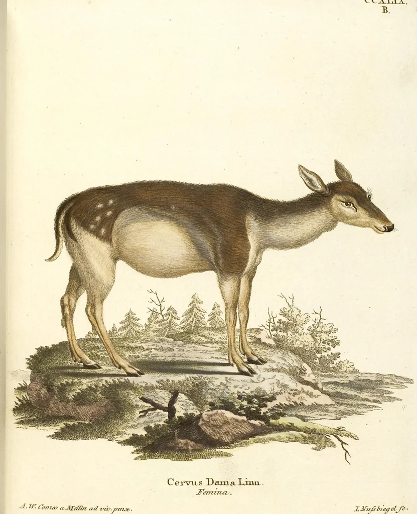 An illustration from (Tafelband 2): Theil 4 - 7 und Supplement 3 u. 4: Taf. CLXVI - CCCLXXXIV, 1792, leaf 183