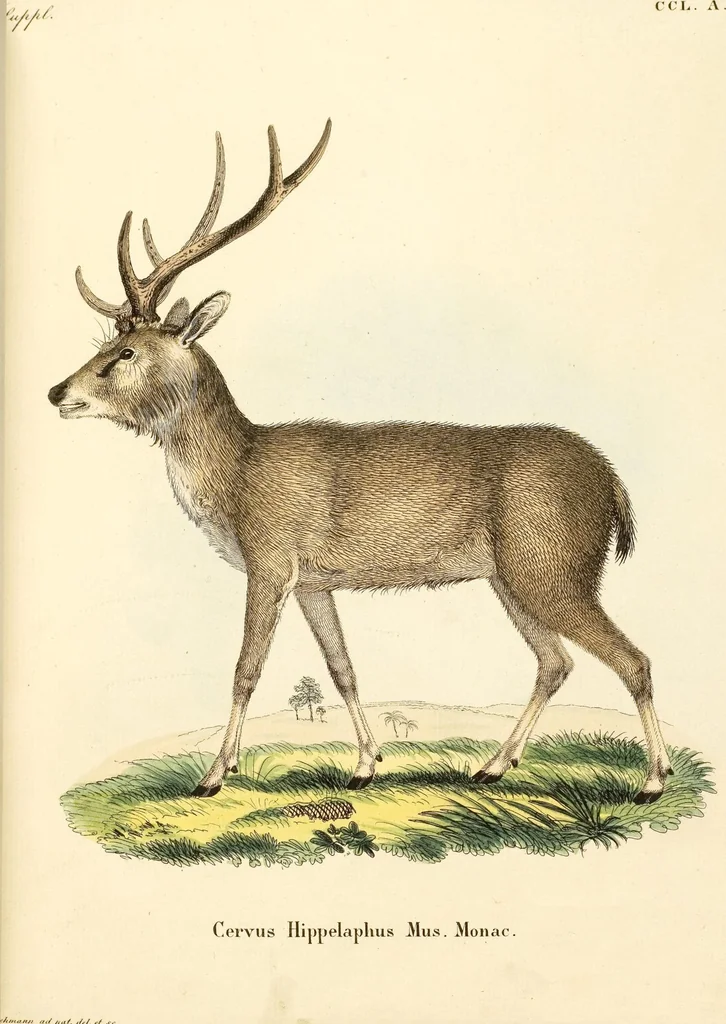 An illustration from (Tafelband 2): Theil 4 - 7 und Supplement 3 u. 4: Taf. CLXVI - CCCLXXXIV, 1792, leaf 185