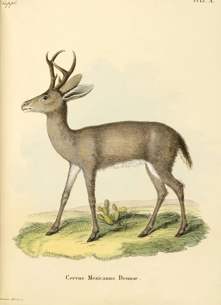 An illustration from (Tafelband 2): Theil 4 - 7 und Supplement 3 u. 4: Taf. CLXVI - CCCLXXXIV, 1792, leaf 187