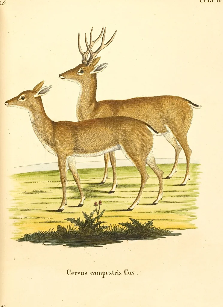 An illustration from (Tafelband 2): Theil 4 - 7 und Supplement 3 u. 4: Taf. CLXVI - CCCLXXXIV, 1792, leaf 188
