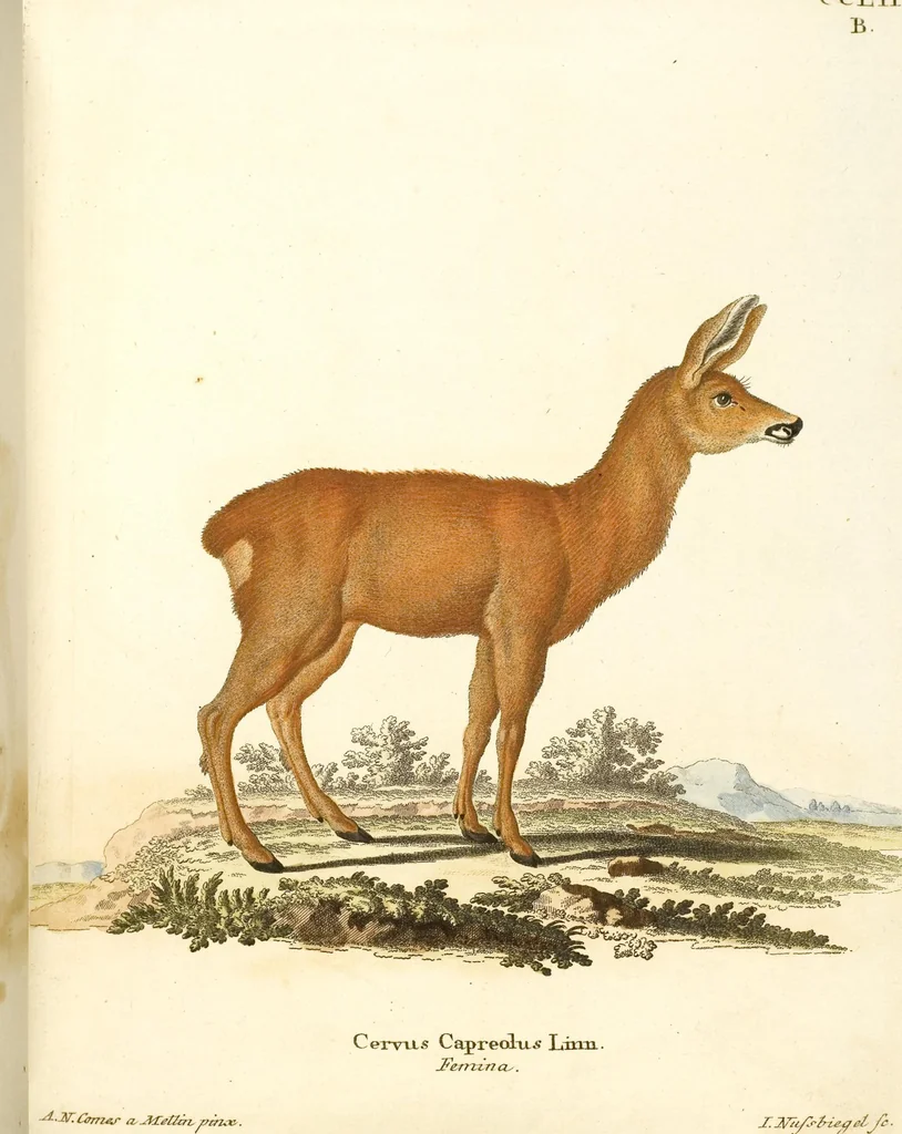 An illustration from (Tafelband 2): Theil 4 - 7 und Supplement 3 u. 4: Taf. CLXVI - CCCLXXXIV, 1792, leaf 190