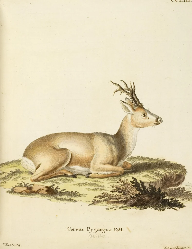 An illustration from (Tafelband 2): Theil 4 - 7 und Supplement 3 u. 4: Taf. CLXVI - CCCLXXXIV, 1792, leaf 191