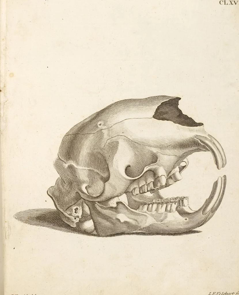 An illustration from (Tafelband 2): Theil 4 - 7 und Supplement 3 u. 4: Taf. CLXVI - CCCLXXXIV, 1792, leaf 2