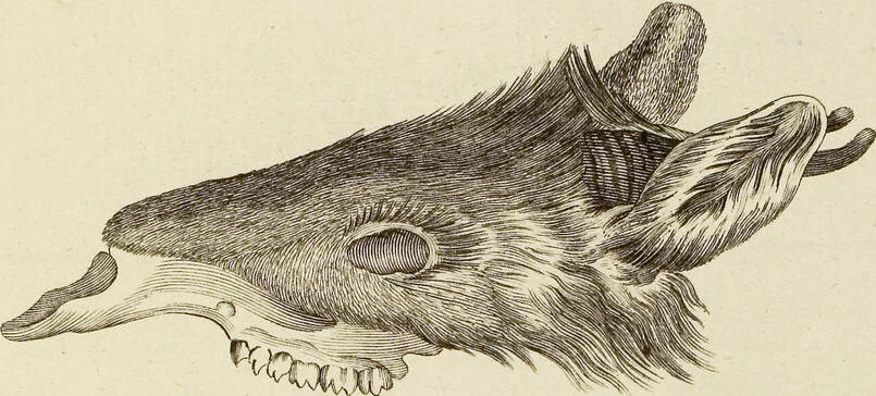 An illustration from (Tafelband 2): Theil 4 - 7 und Supplement 3 u. 4: Taf. CLXVI - CCCLXXXIV, 1792, leaf 203