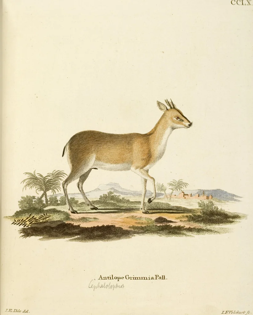An illustration from (Tafelband 2): Theil 4 - 7 und Supplement 3 u. 4: Taf. CLXVI - CCCLXXXIV, 1792, leaf 205