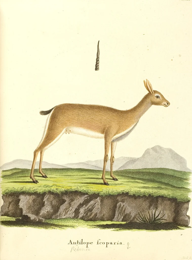 An illustration from (Tafelband 2): Theil 4 - 7 und Supplement 3 u. 4: Taf. CLXVI - CCCLXXXIV, 1792, leaf 207