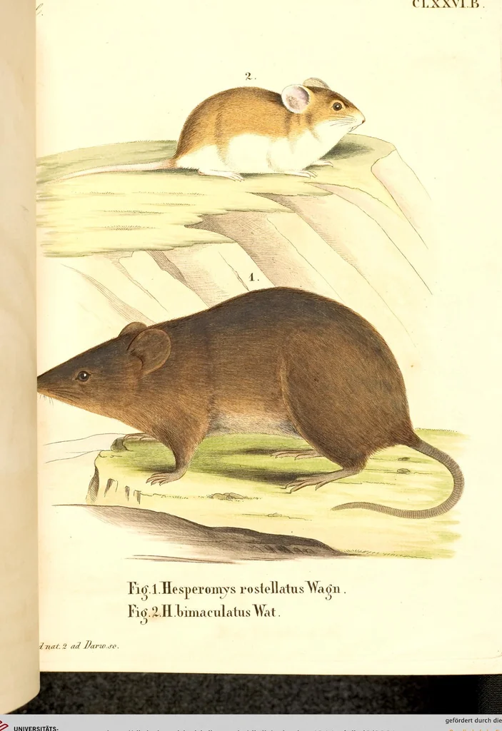 An illustration from (Tafelband 2): Theil 4 - 7 und Supplement 3 u. 4: Taf. CLXVI - CCCLXXXIV, 1792, leaf 21