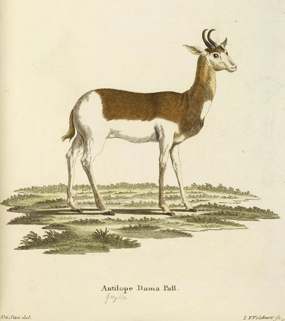 An illustration from (Tafelband 2): Theil 4 - 7 und Supplement 3 u. 4: Taf. CLXVI - CCCLXXXIV, 1792, leaf 211