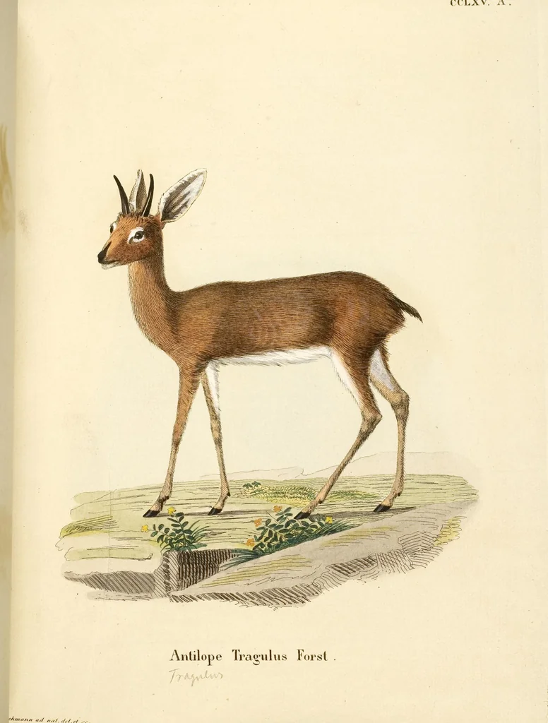 An illustration from (Tafelband 2): Theil 4 - 7 und Supplement 3 u. 4: Taf. CLXVI - CCCLXXXIV, 1792, leaf 213