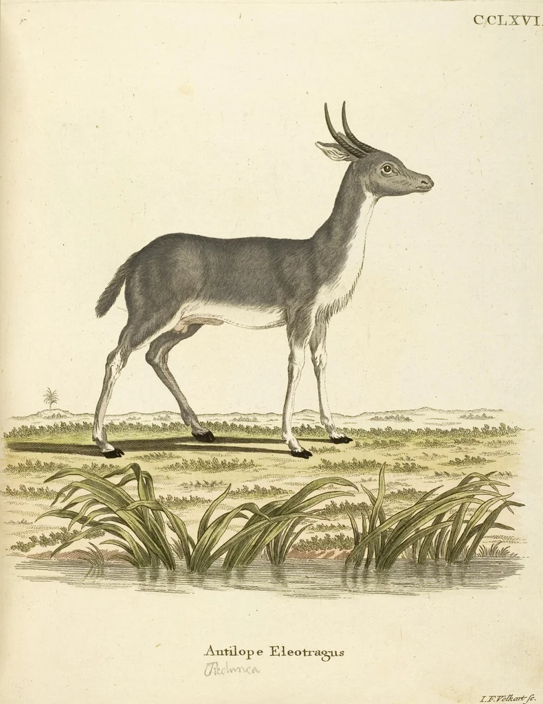 An illustration from (Tafelband 2): Theil 4 - 7 und Supplement 3 u. 4: Taf. CLXVI - CCCLXXXIV, 1792, leaf 214