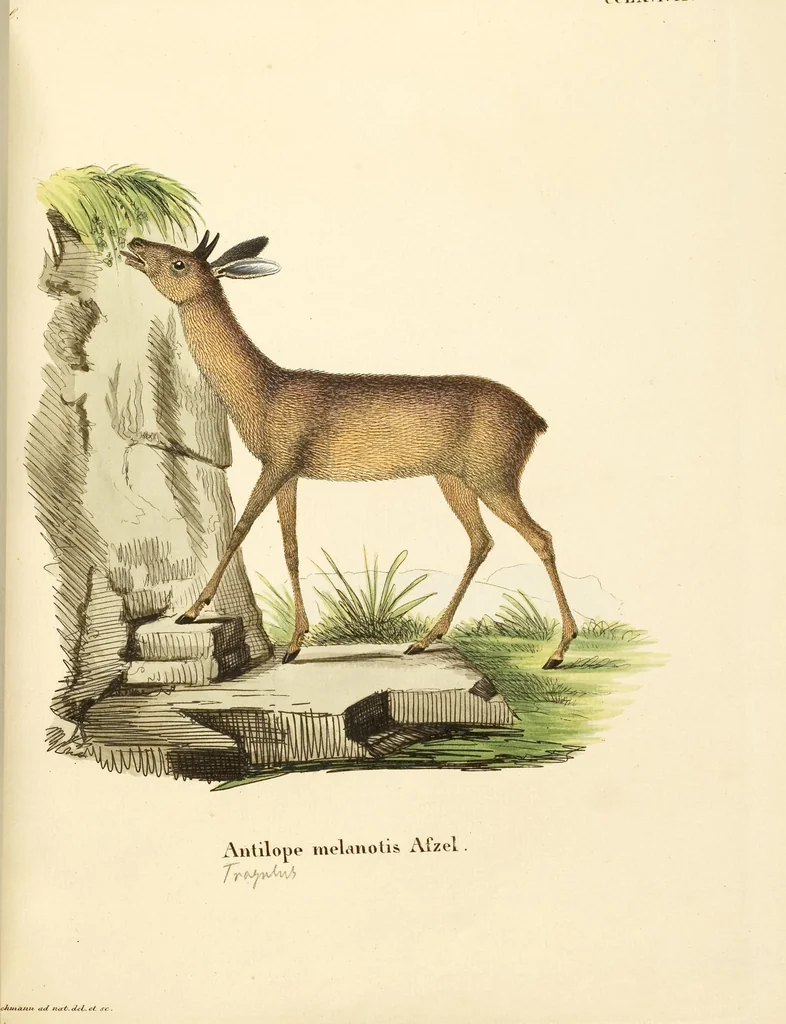 An illustration from (Tafelband 2): Theil 4 - 7 und Supplement 3 u. 4: Taf. CLXVI - CCCLXXXIV, 1792, leaf 215