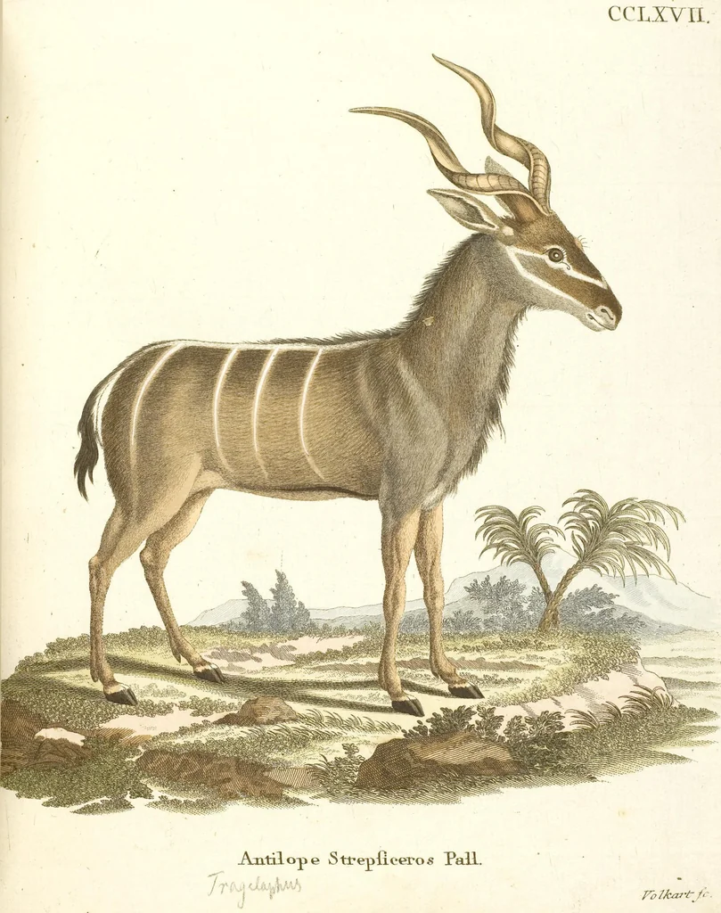 An illustration from (Tafelband 2): Theil 4 - 7 und Supplement 3 u. 4: Taf. CLXVI - CCCLXXXIV, 1792, leaf 216