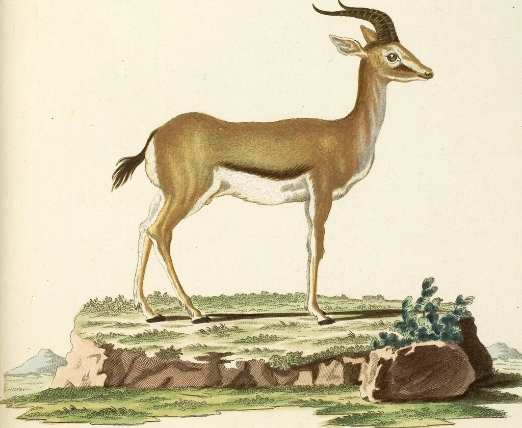 An illustration from (Tafelband 2): Theil 4 - 7 und Supplement 3 u. 4: Taf. CLXVI - CCCLXXXIV, 1792, leaf 219