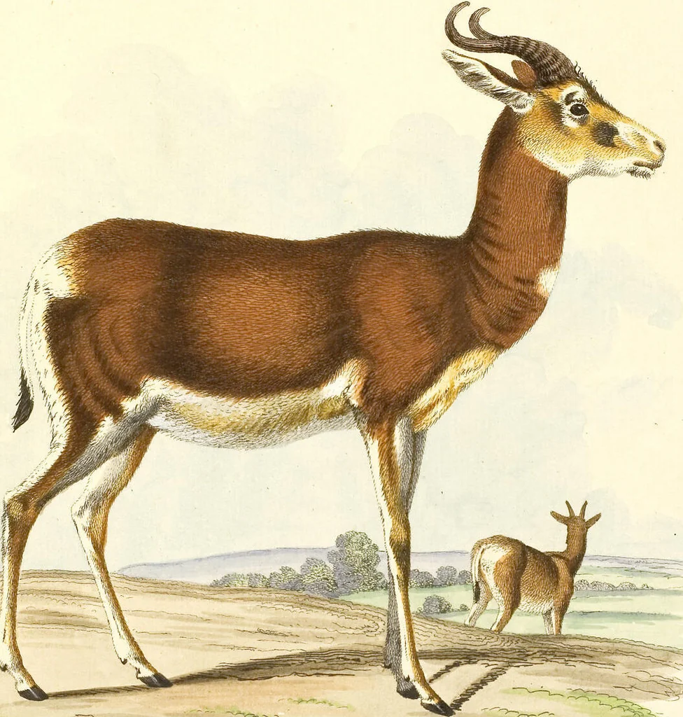 An illustration from (Tafelband 2): Theil 4 - 7 und Supplement 3 u. 4: Taf. CLXVI - CCCLXXXIV, 1792, leaf 220
