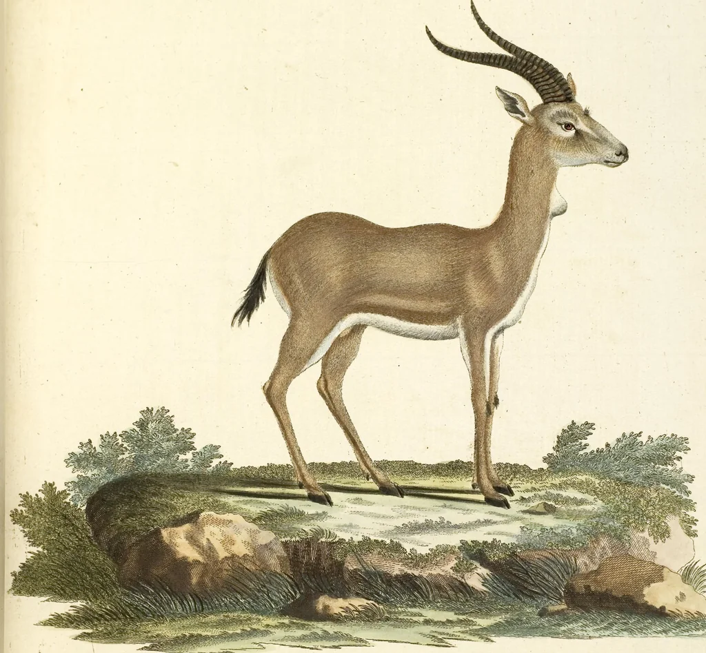 An illustration from (Tafelband 2): Theil 4 - 7 und Supplement 3 u. 4: Taf. CLXVI - CCCLXXXIV, 1792, leaf 221