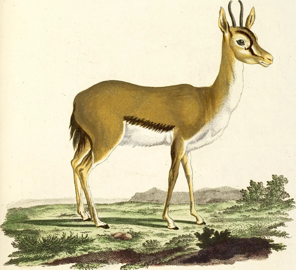 An illustration from (Tafelband 2): Theil 4 - 7 und Supplement 3 u. 4: Taf. CLXVI - CCCLXXXIV, 1792, leaf 222