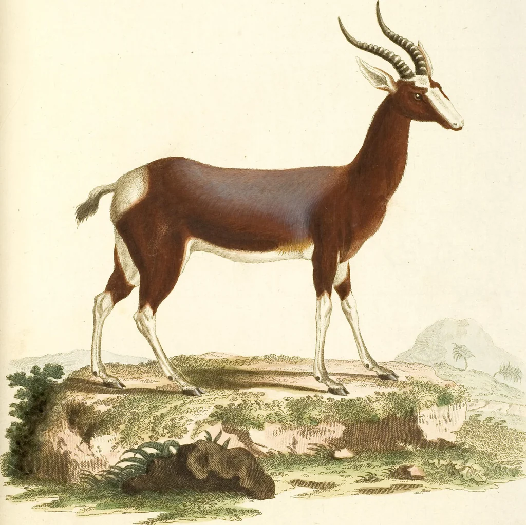 An illustration from (Tafelband 2): Theil 4 - 7 und Supplement 3 u. 4: Taf. CLXVI - CCCLXXXIV, 1792, leaf 224