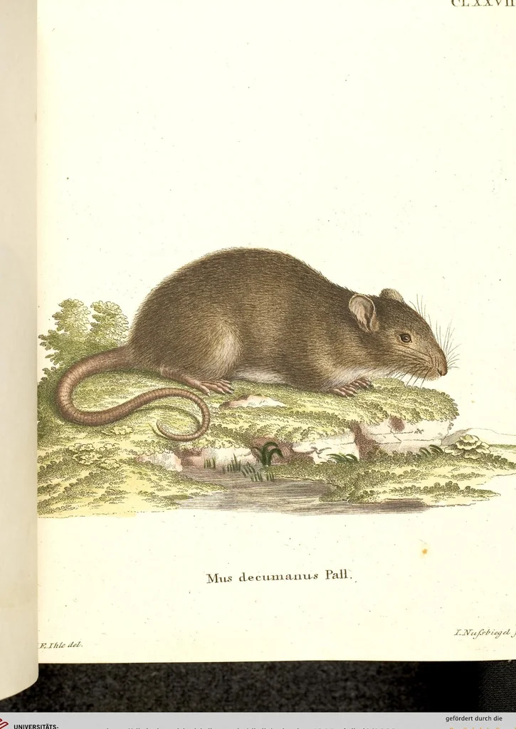 An illustration from (Tafelband 2): Theil 4 - 7 und Supplement 3 u. 4: Taf. CLXVI - CCCLXXXIV, 1792, leaf 23