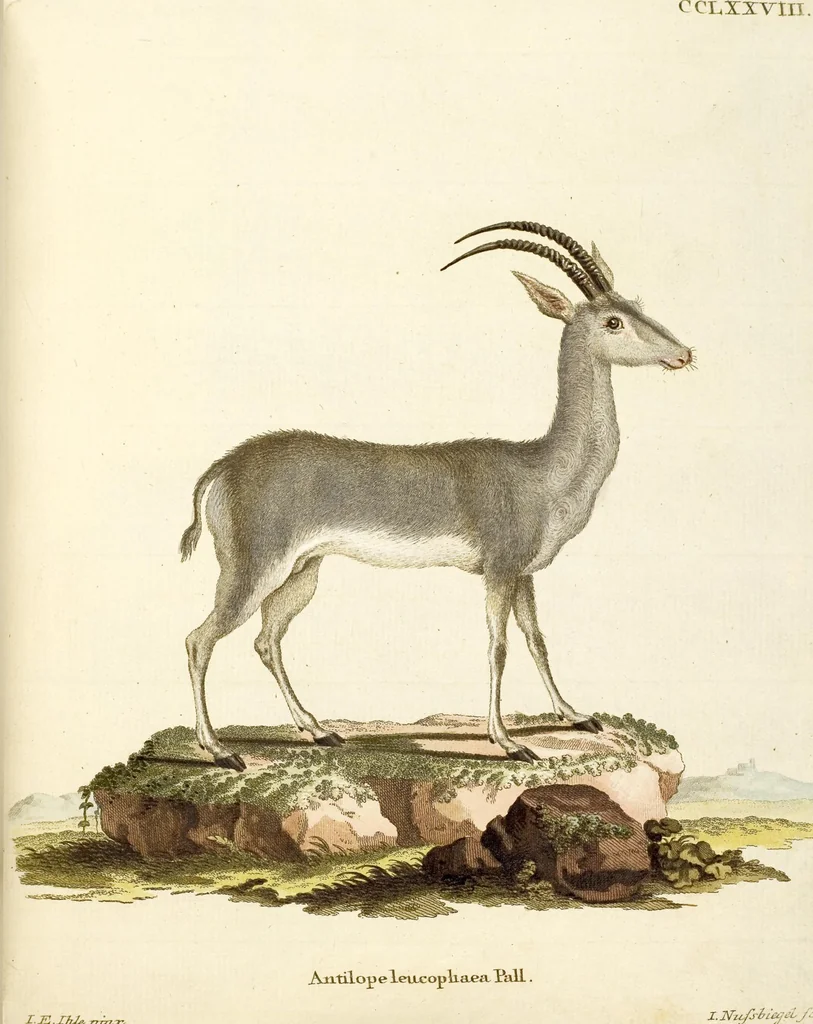 An illustration from (Tafelband 2): Theil 4 - 7 und Supplement 3 u. 4: Taf. CLXVI - CCCLXXXIV, 1792, leaf 230