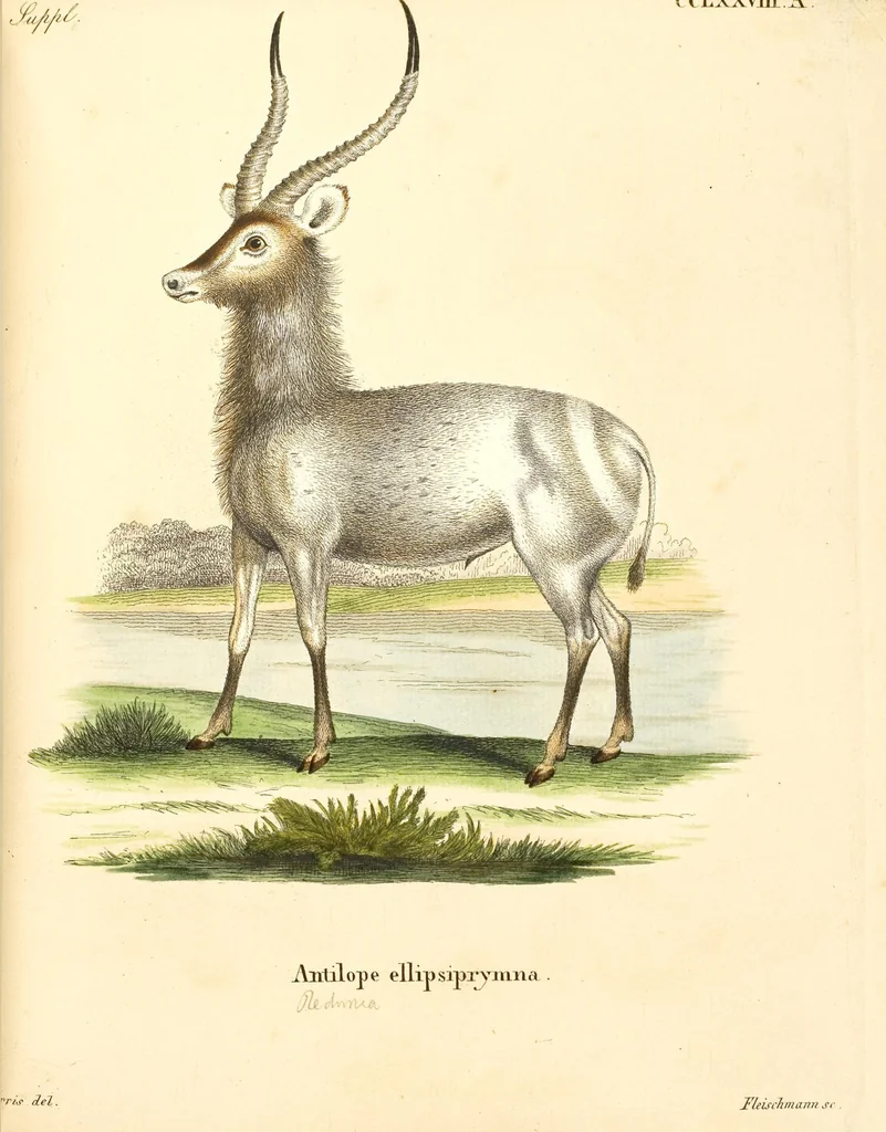 An illustration from (Tafelband 2): Theil 4 - 7 und Supplement 3 u. 4: Taf. CLXVI - CCCLXXXIV, 1792, leaf 231