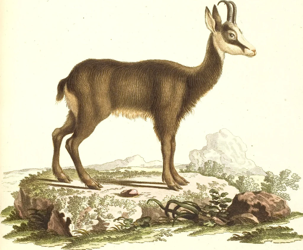 An illustration from (Tafelband 2): Theil 4 - 7 und Supplement 3 u. 4: Taf. CLXVI - CCCLXXXIV, 1792, leaf 232